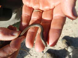 Image of Longtail Whip Lizard