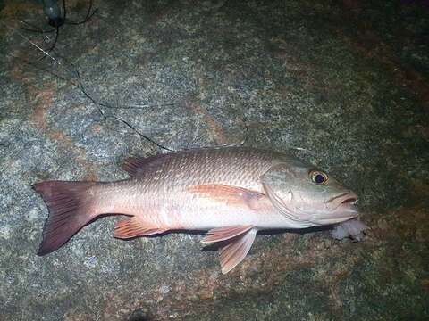 Image of Gorean Snapper