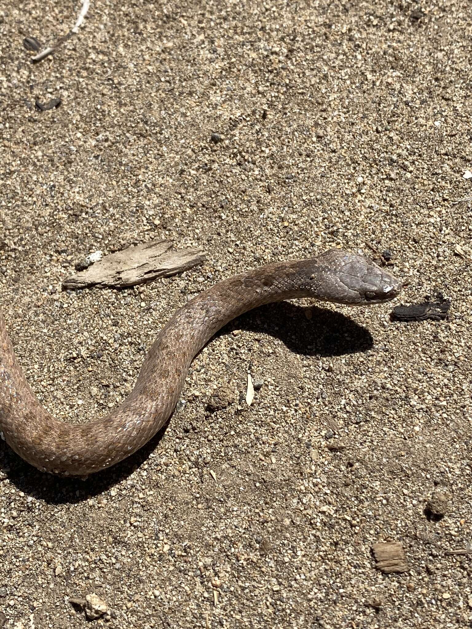 Image of Hypsiglena chlorophaea deserticola Tanner 1946