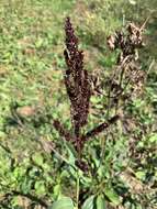 Plancia ëd Echinochloa muricata (P. Beauv.) Fernald