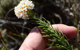 Image of Microdon capitatus (Bergius) Levyns