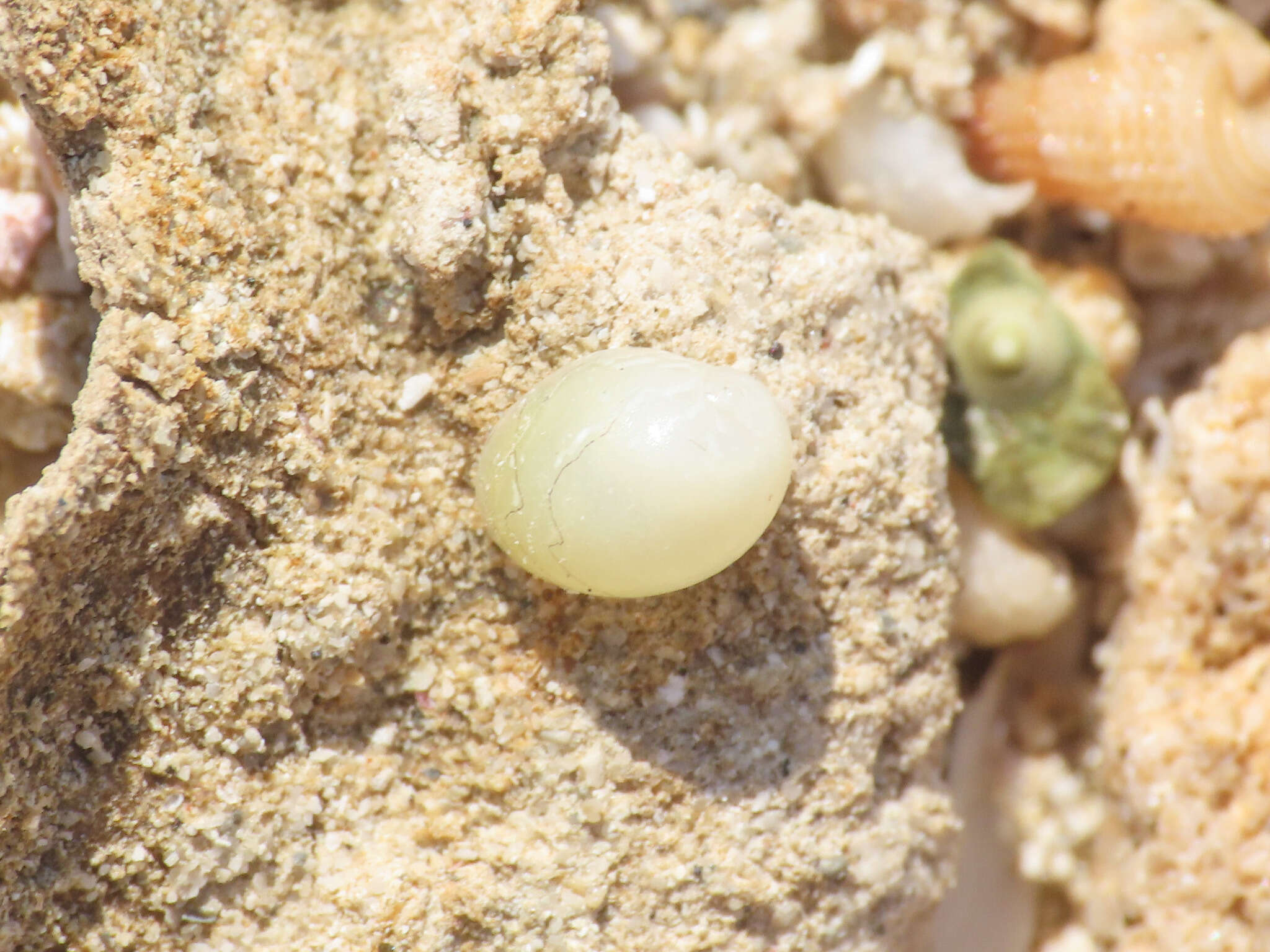 Image of emerald nerite