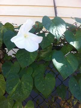 Image of Moonflower or moon vine