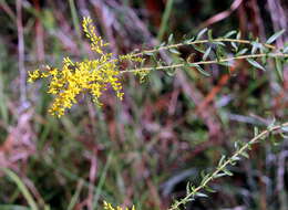 Image of anisescented goldenrod