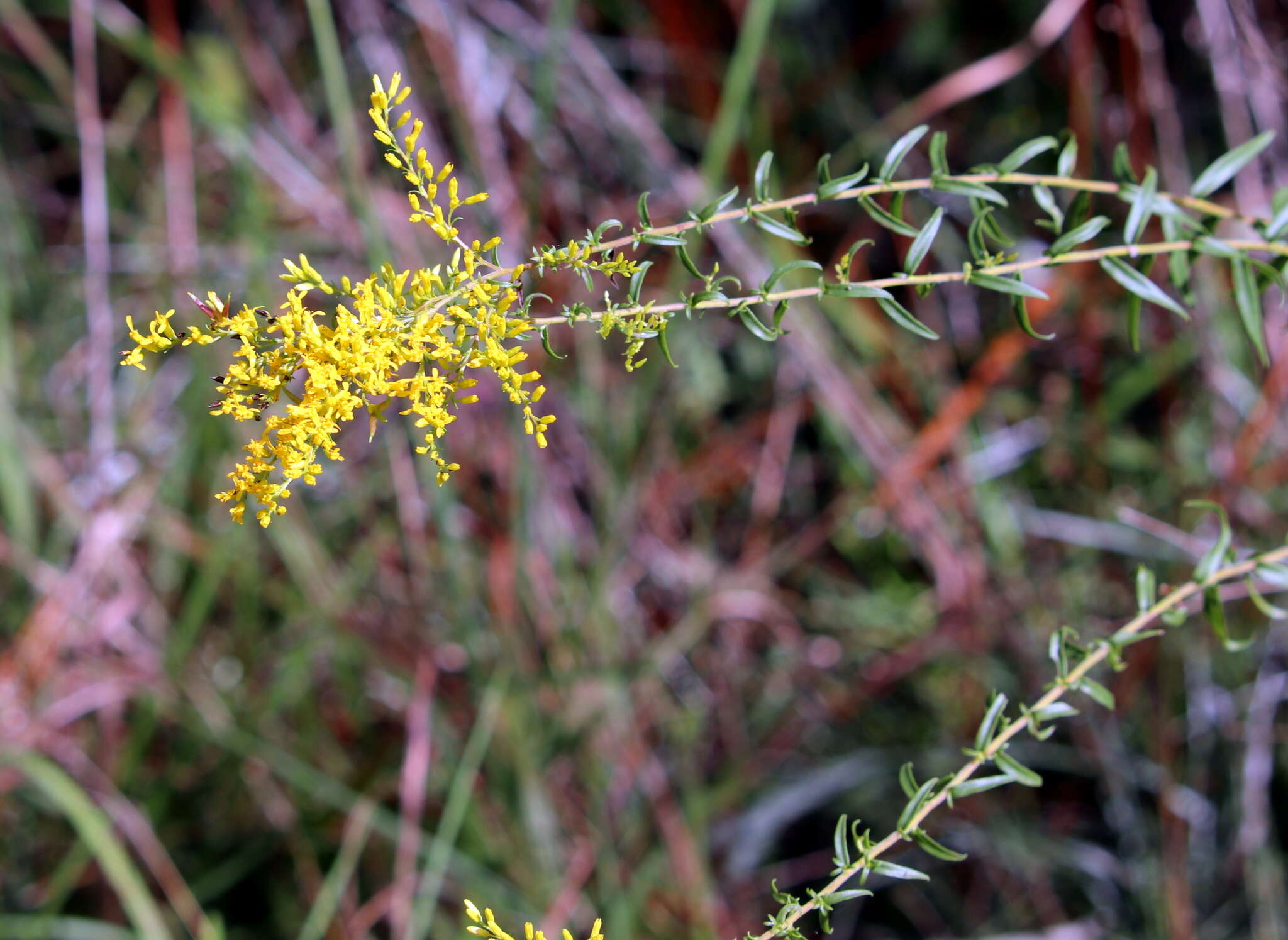 Image of anisescented goldenrod