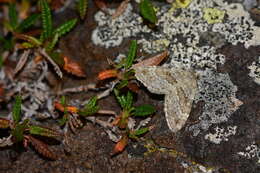 Image de Entephria polata Duponchel 1830