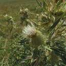 Sivun Cirsium macrobotrys (C. Koch) Boiss. kuva