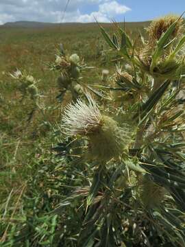 Image of Cirsium macrobotrys (C. Koch) Boiss.