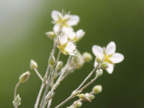 صورة Sabulina glaucina (Dvoráková) Dillenb. & Kadereit