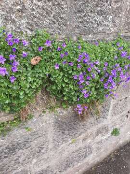 Image of Peach-leaf Bellflower