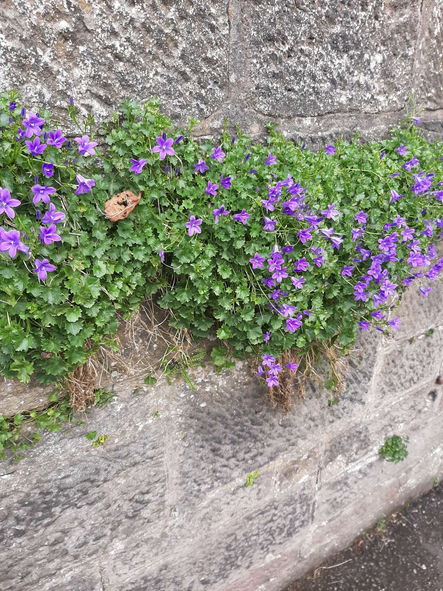 Image of Peach-leaf Bellflower