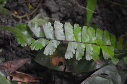 Imagem de Adiantum zollingeri Mett. ex Kuhn