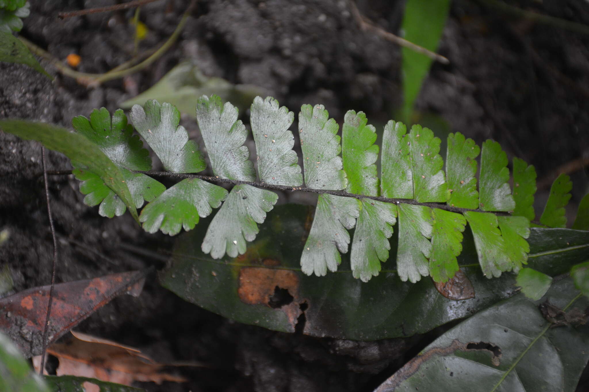 Adiantum zollingeri Mett. ex Kuhn的圖片