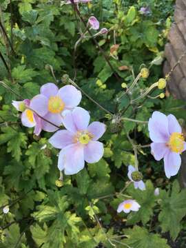 Image of Japanese Thimbleweed