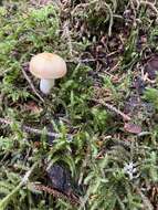 Image de Russula bicolor Burl. 1913