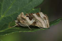 Image of Euchalcia bellieri Kirby 1900