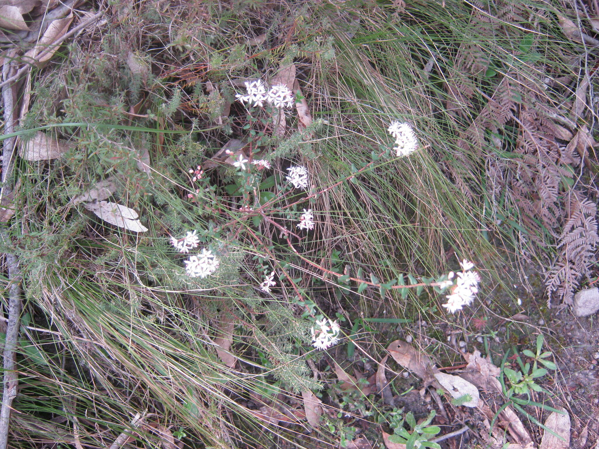 Image of Leionema hillebrandii (J. H. Willis) Paul G. Wilson