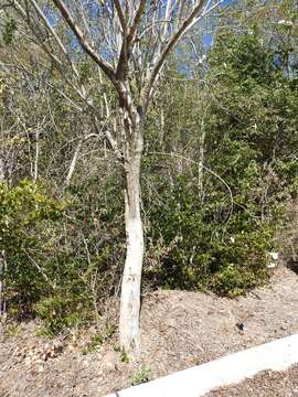 Image of Tree morning glory