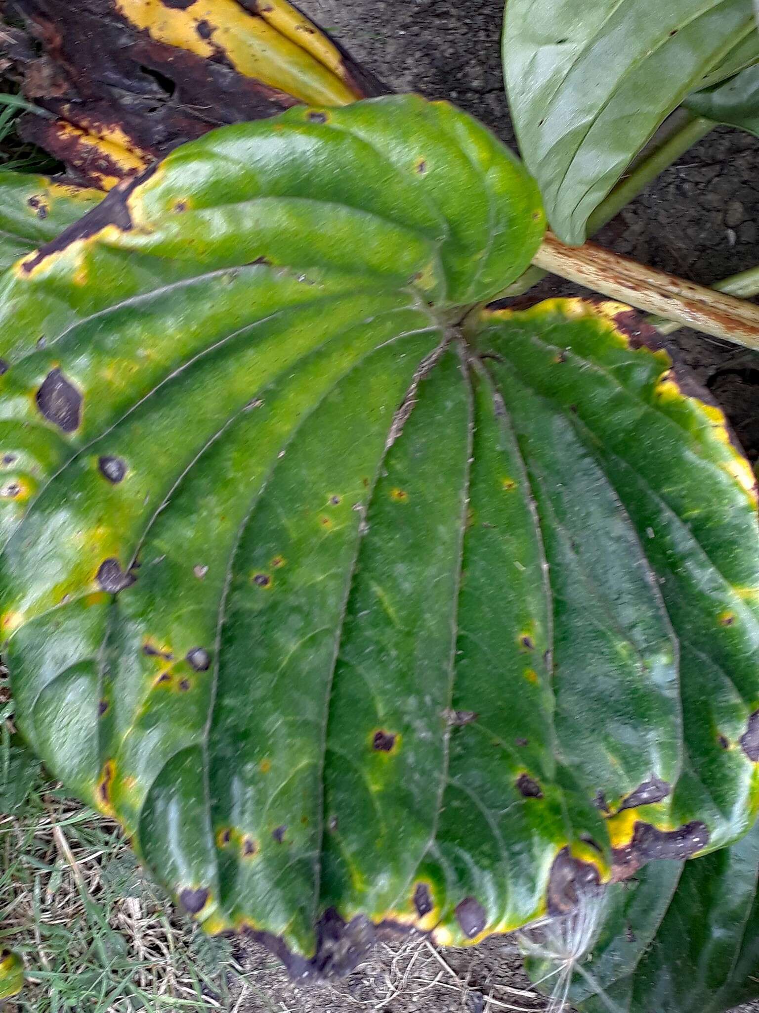 Image of Pucciniastrum myosotidii McKenzie & Padamsee 2014