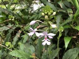 Image of Calanthe dominyi Lindl.