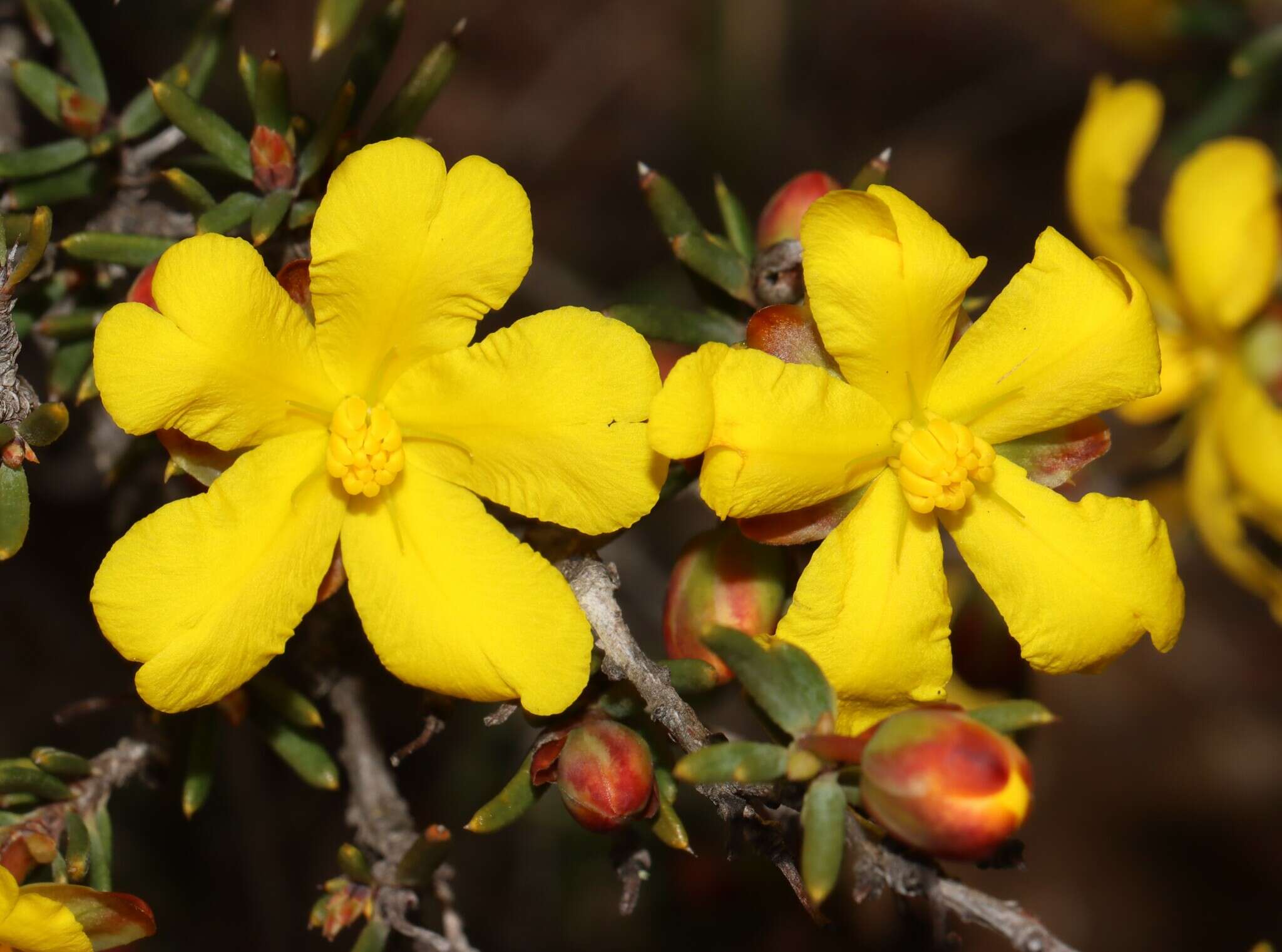 Image of Hibbertia exasperata (Steudel) Briq.