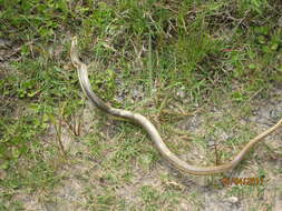 Image of Glass Lizards