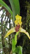 Image of Maxillaria praestans Rchb. fil.