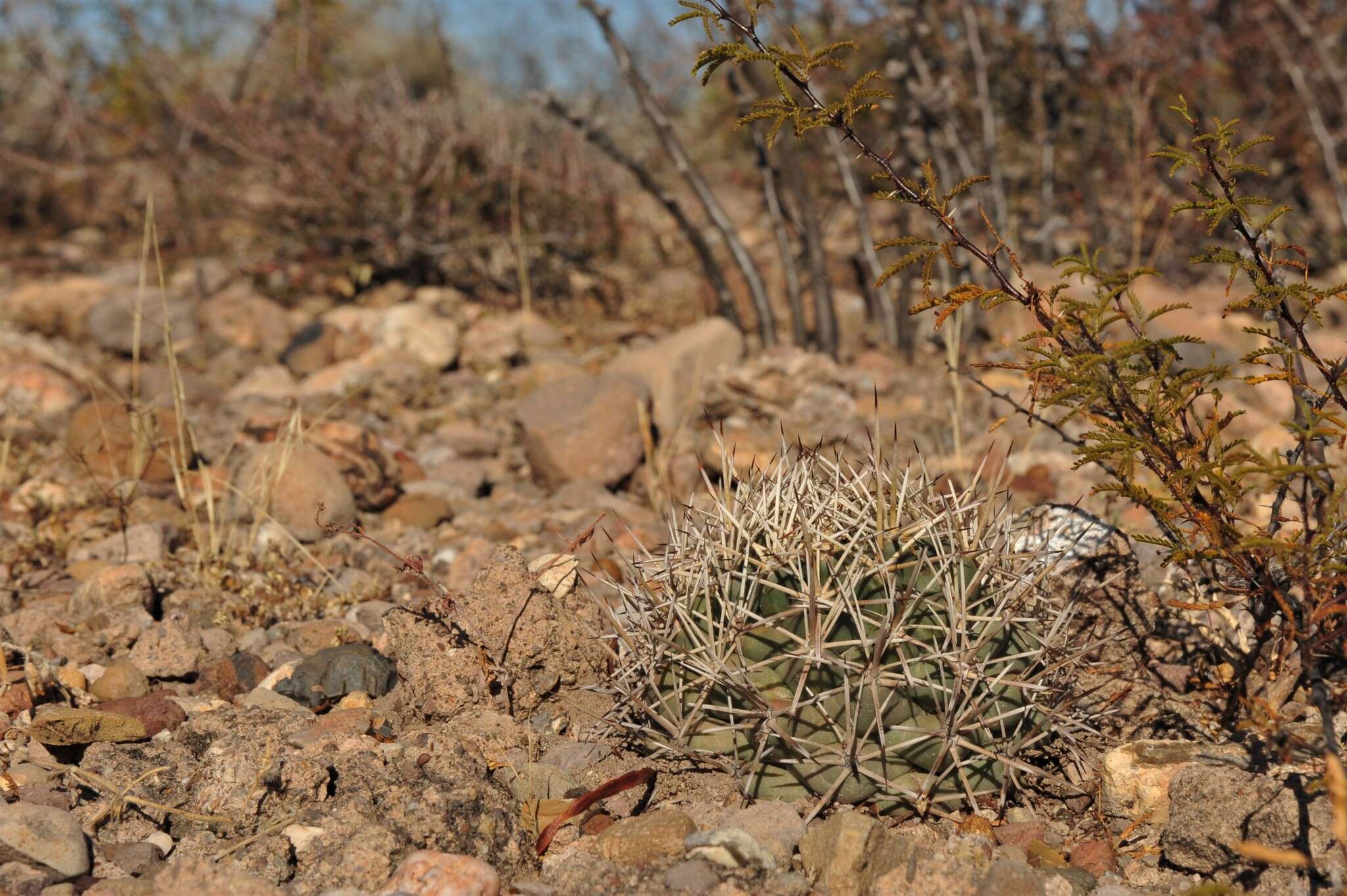 Image of Scheer's beehive cactus