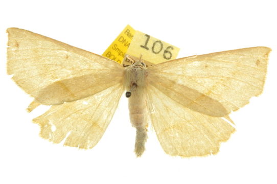 Image of <i>Euchlaena manubiaria</i> Hulst 1886
