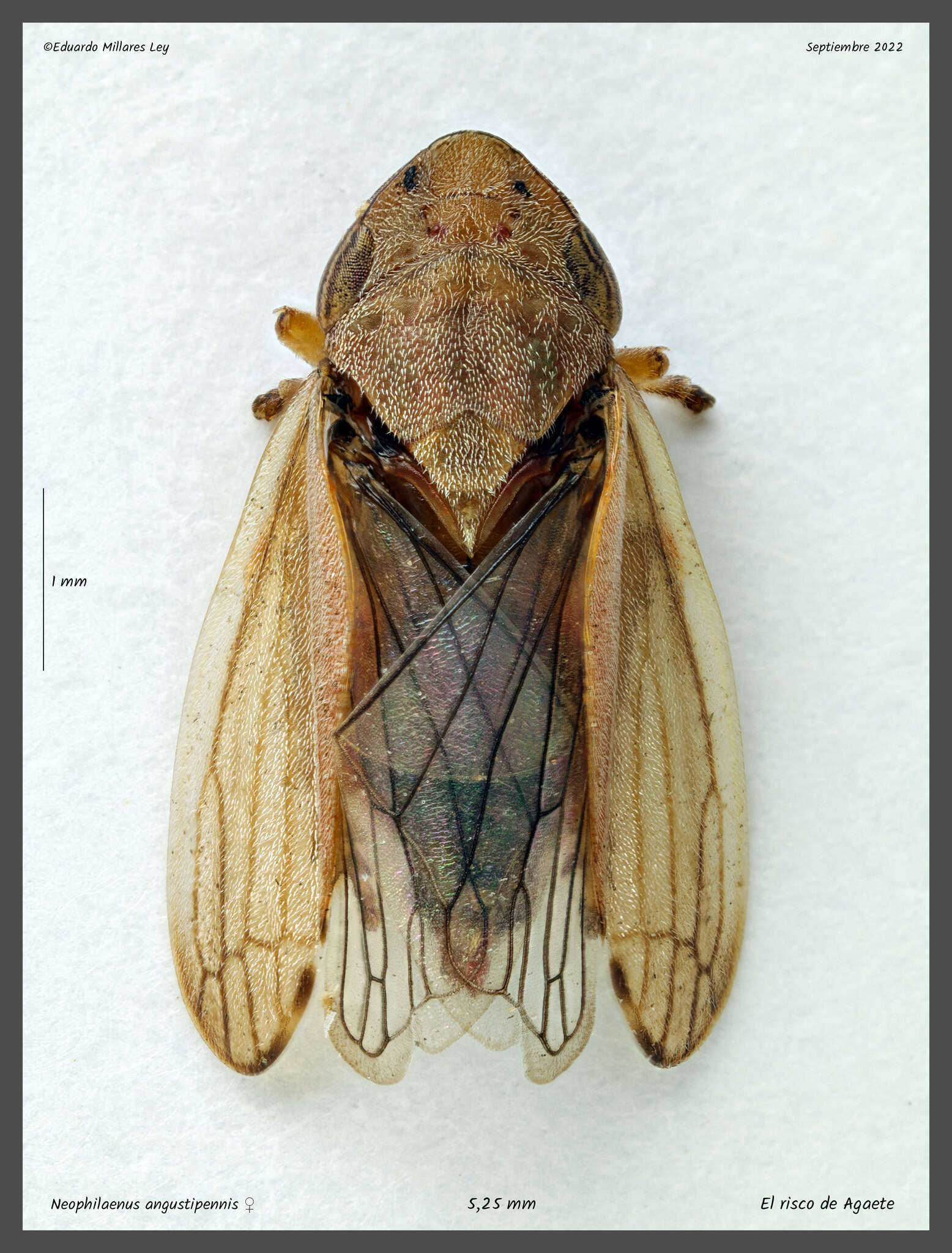 Image of Neophilaenus angustipennis (Horváth 1909)