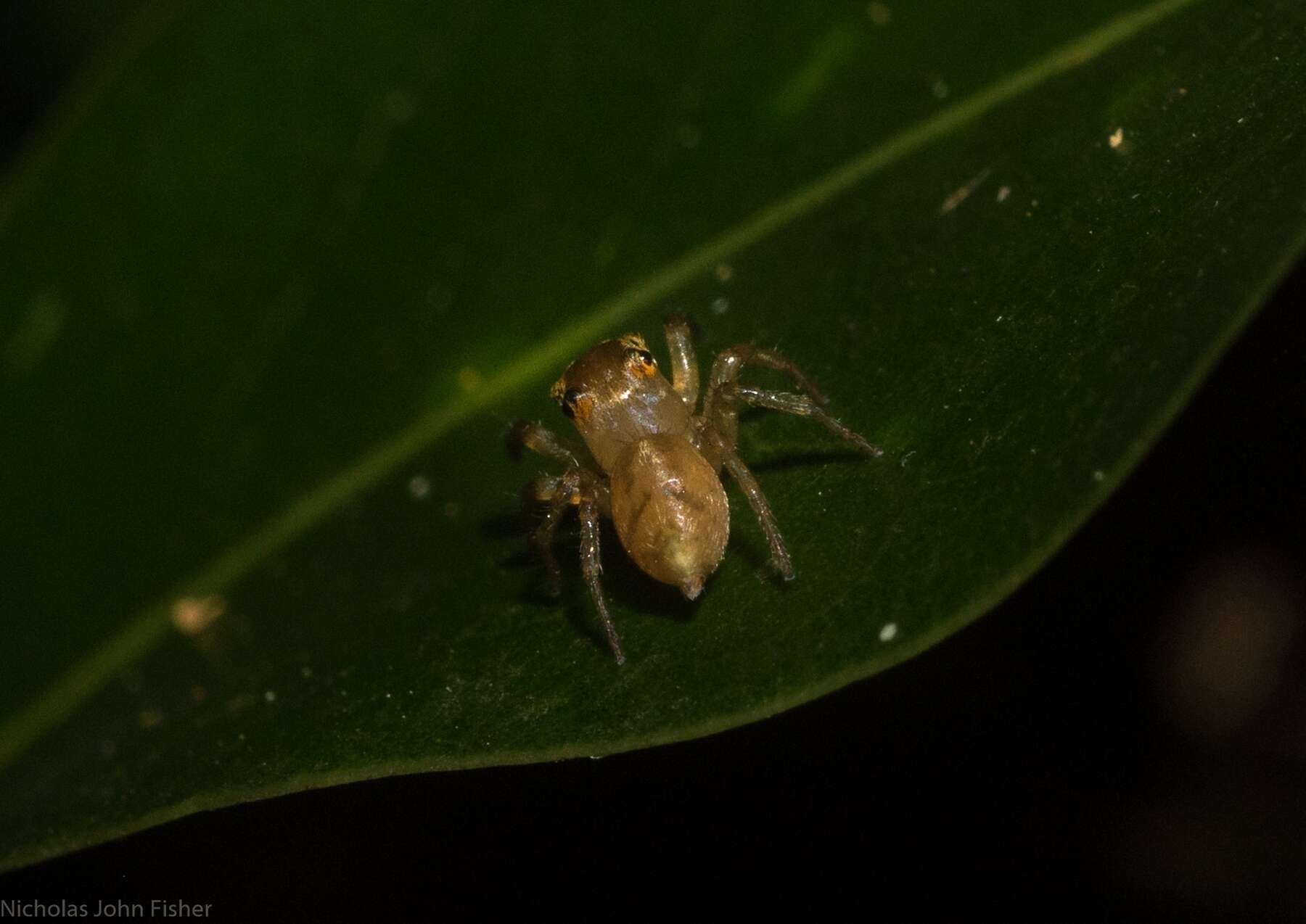 Prostheclina pallida Keyserling 1882 resmi