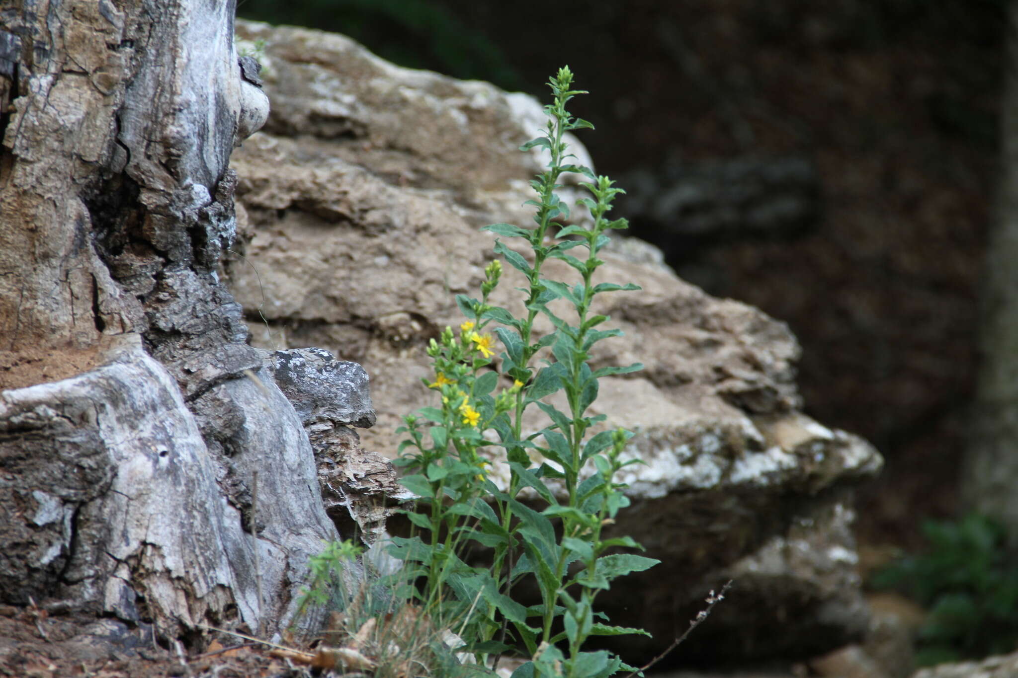 Plancia ëd Solidago virgaurea subsp. taurica (Juz.) Tzvel.