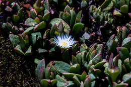 Imagem de Delosperma tradescantioides (Berg.) L. Bol.