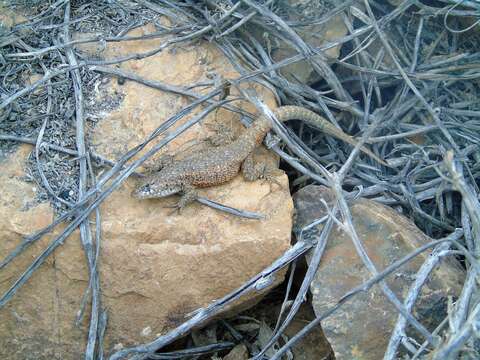 Image of Hellmich's Tree Iguana