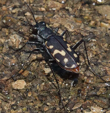 Image of Cicindela (Cicindelidia) hemorrhagica Le Conte 1851