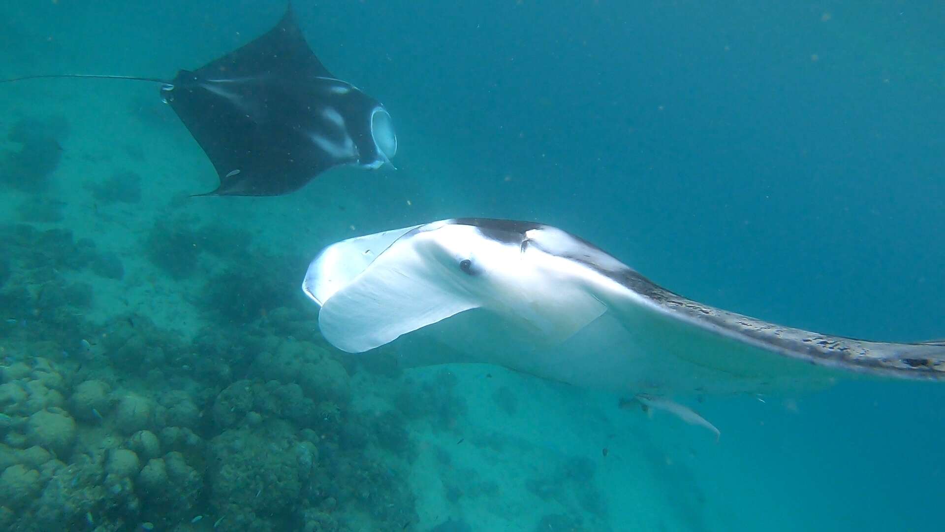 Image of Coastal Manta Ray