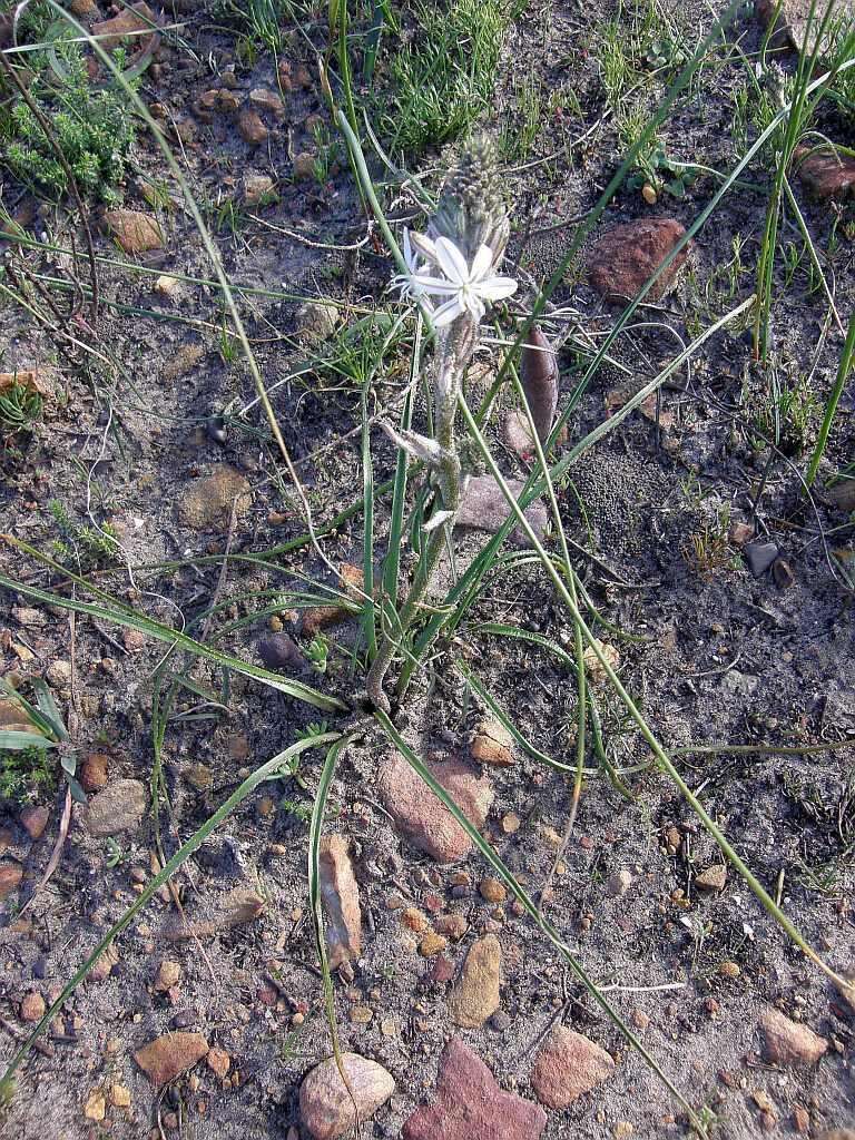 Слика од Trachyandra hirsutiflora (Adamson) Oberm.