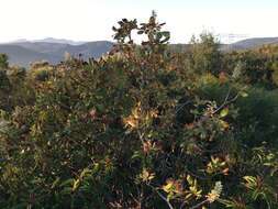 Imagem de Aesculus parryi A. Gray