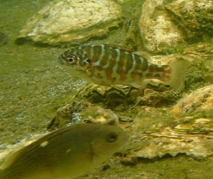 Image of Zebra perch