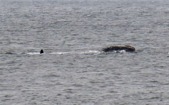 Image of Black Right Whale