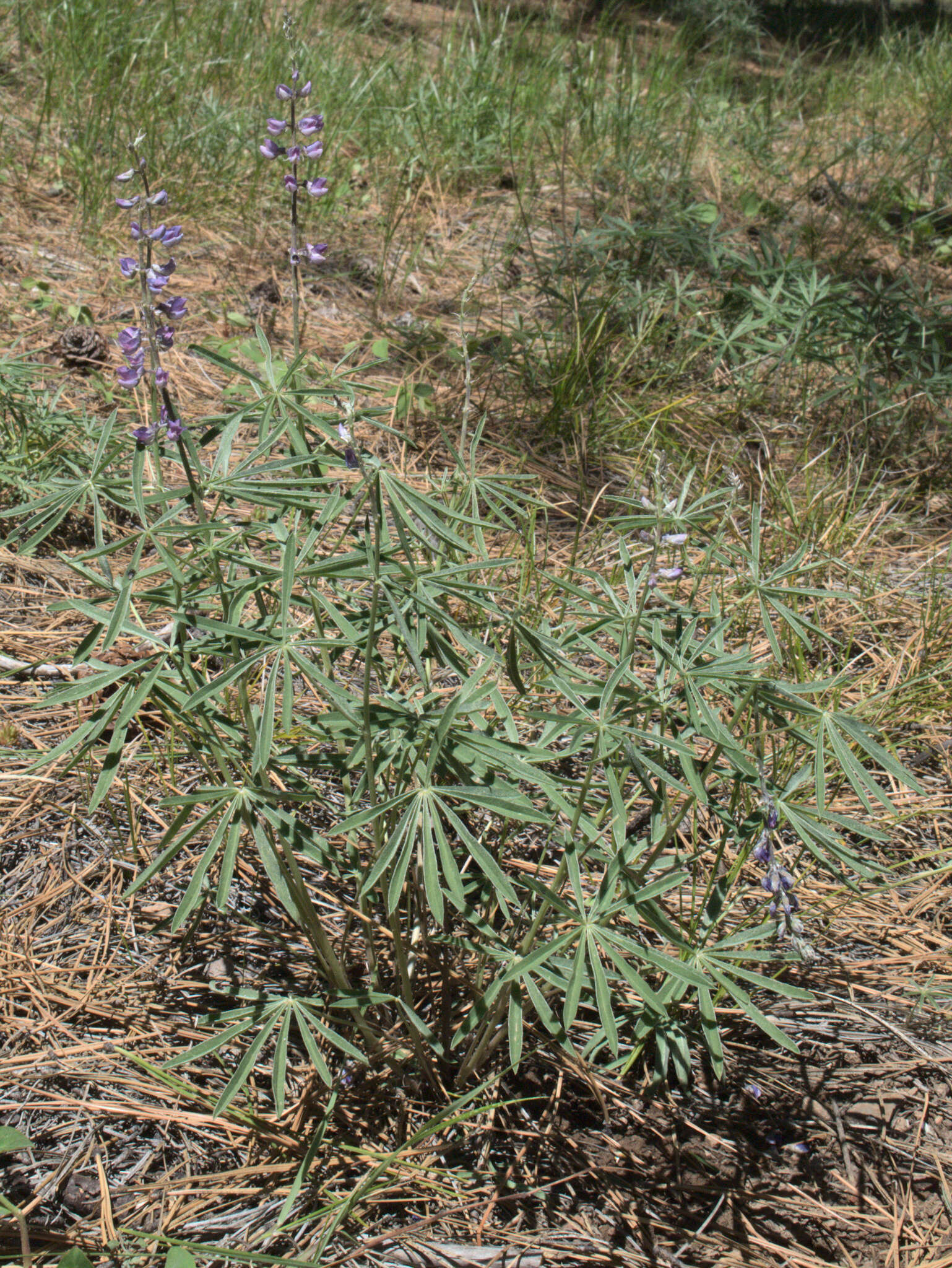 Plancia ëd Lupinus caudatus