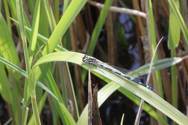 Image of Variable Bluet