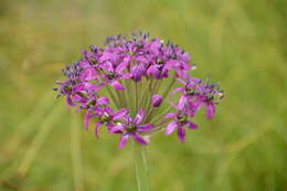 Image of Himalaya onion