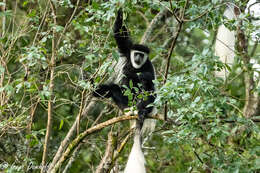 Image of Colobus guereza kikuyuensis Lönnberg 1912