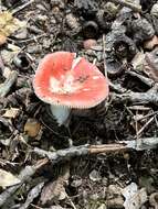 Image of Russula pseudopeckii Fatto 1998