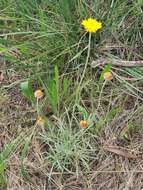 Image of Leucochrysum albicans (A. Cunn.) P. G. Wilson