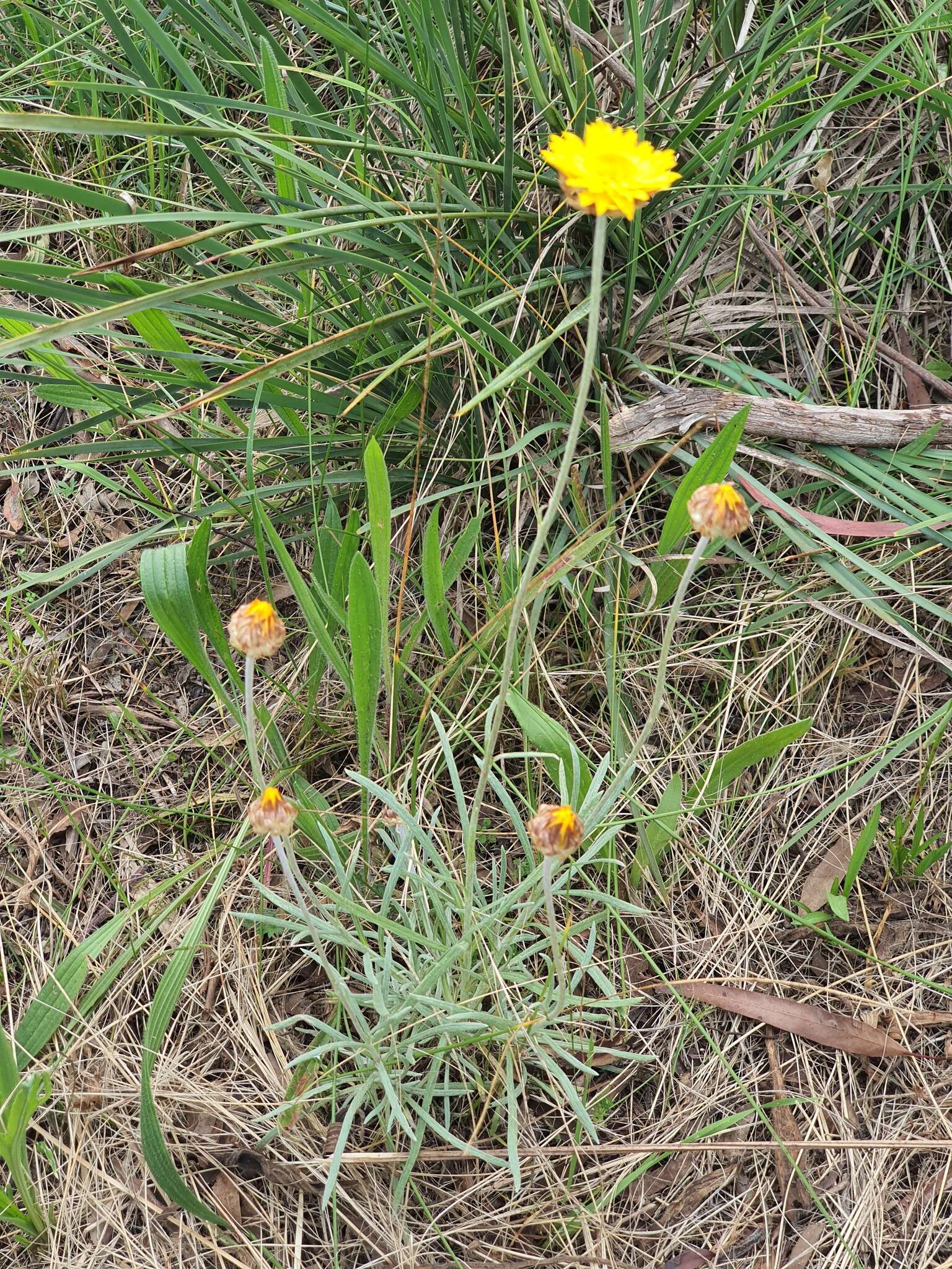 Image of Leucochrysum albicans (A. Cunn.) P. G. Wilson