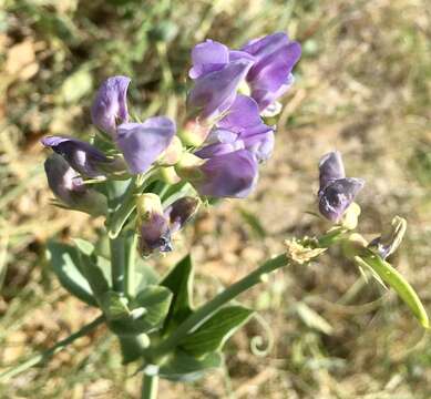 Imagem de Lathyrus nervosus Lam.