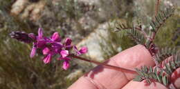 Слика од Indigofera declinata E. Mey.