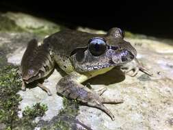 Image of Fleay’s Barred-frog